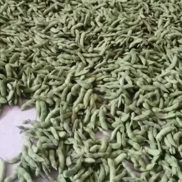 今天新摘的带壳毛豆