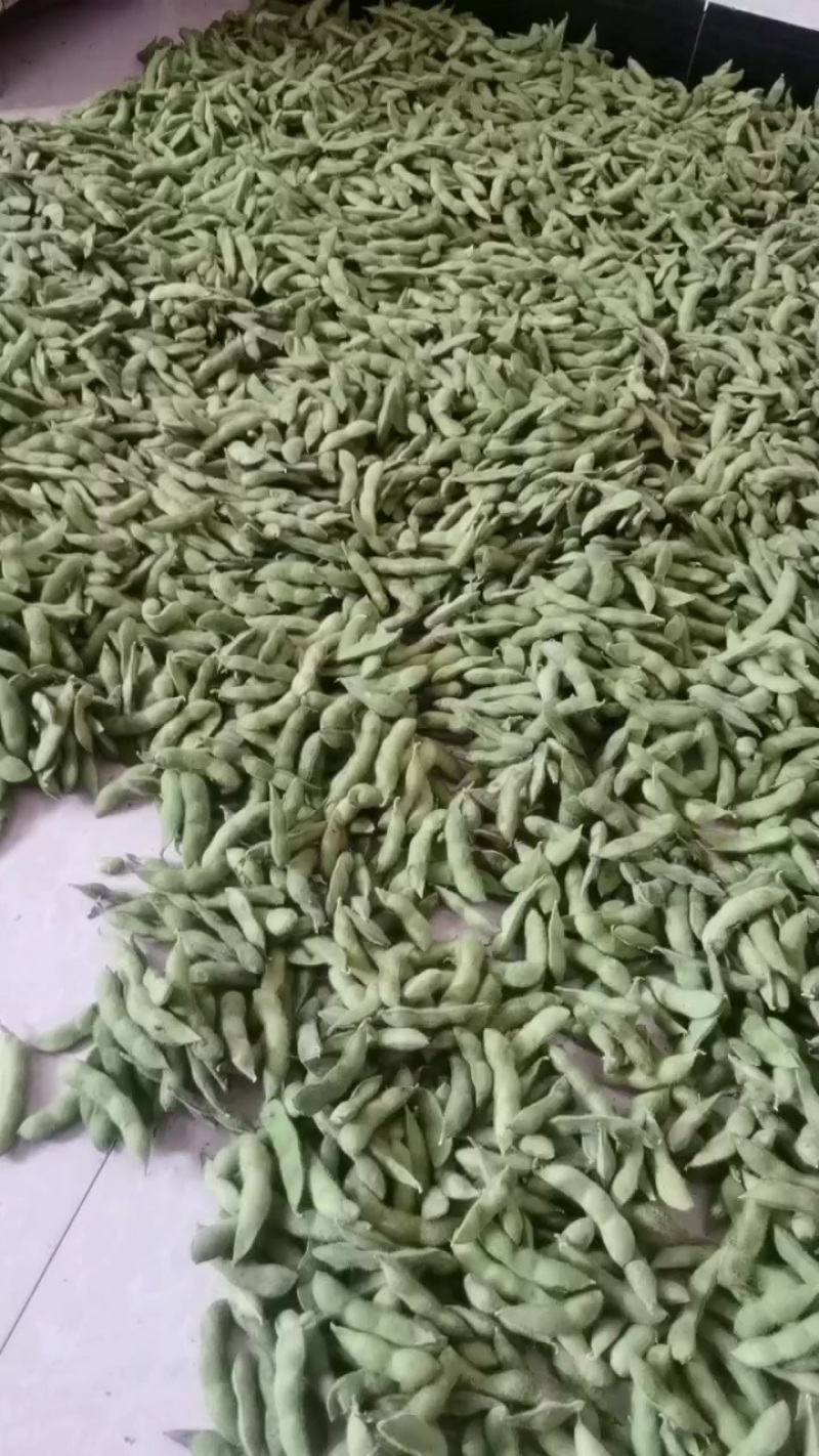 今天新摘的带壳毛豆