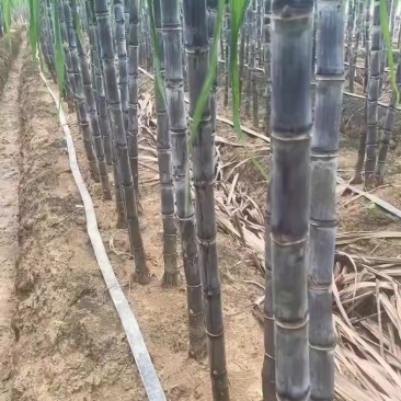 黑笔甘蔗