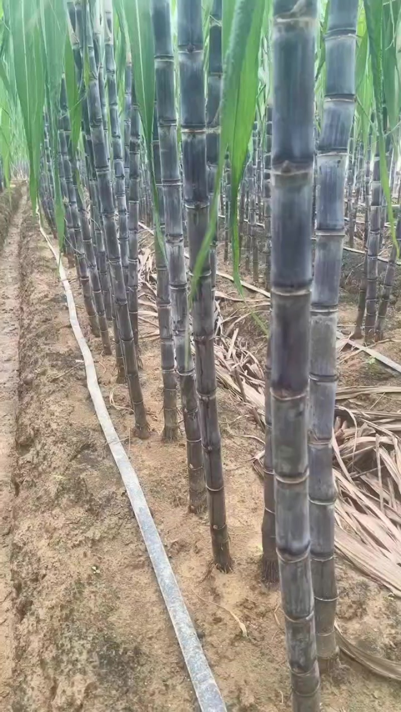 黑笔甘蔗