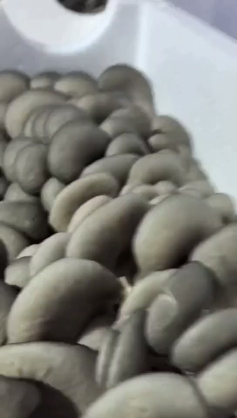 精品反季节黑平
