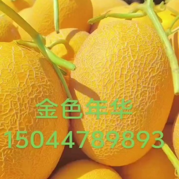 金色年华大量现货，想要的联系我