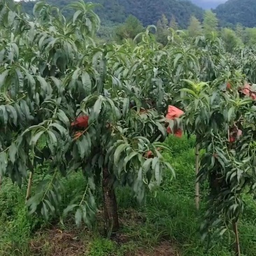 正宗炎陵高山黄桃