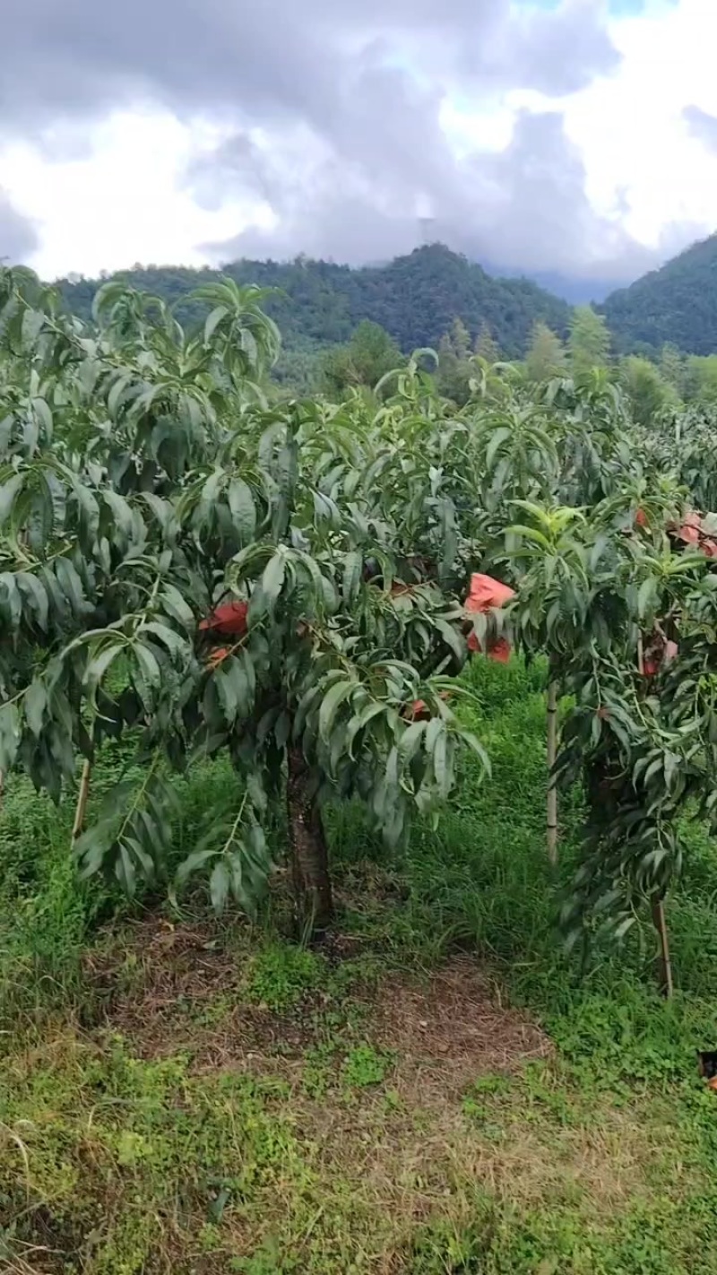 正宗炎陵高山黄桃