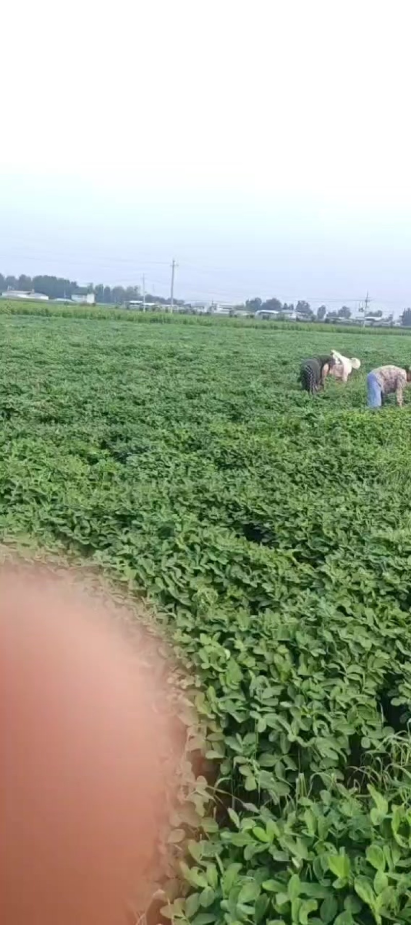花生，马上熟了
