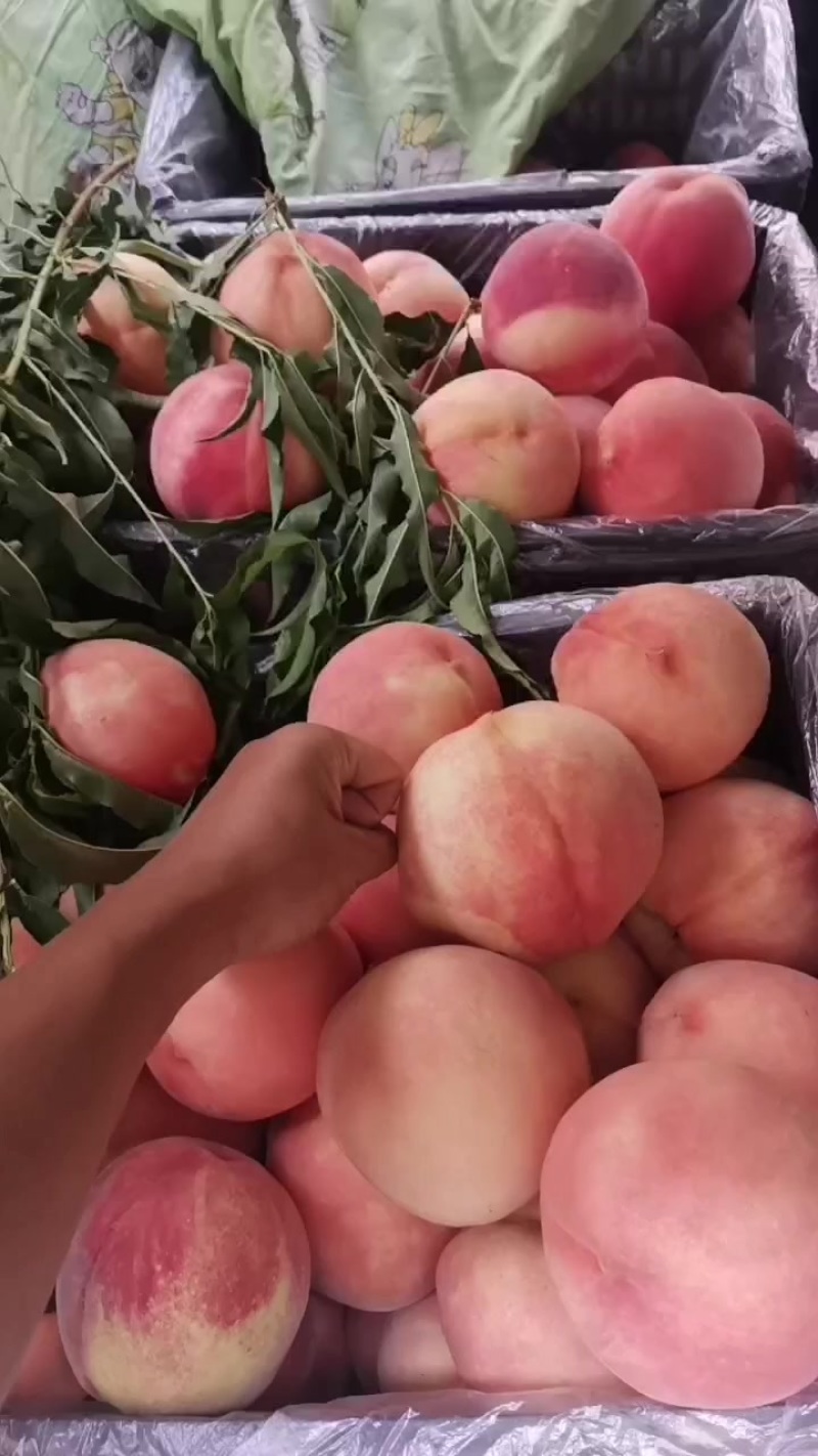 桃子！品种是秋彤！套袋的！