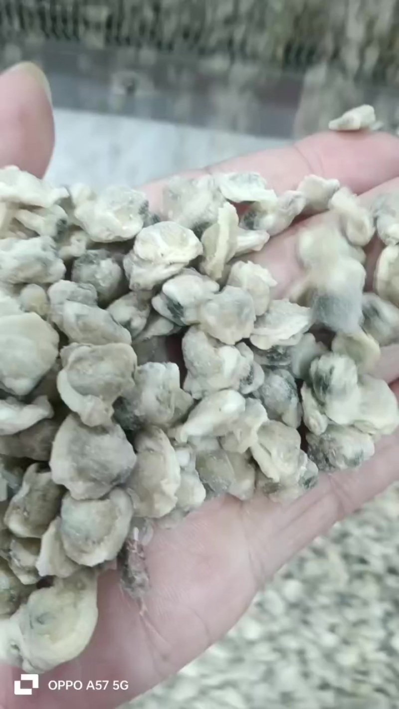 河蛤肉