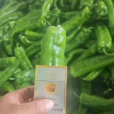 精品辣椒大量上市
