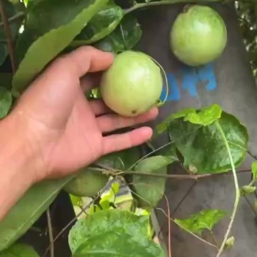 百香果