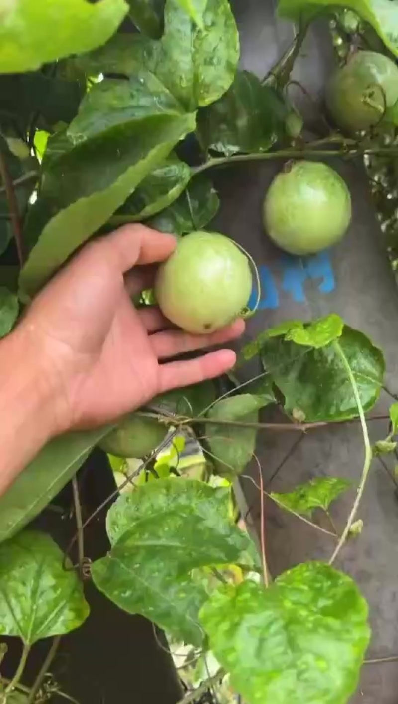 百香果