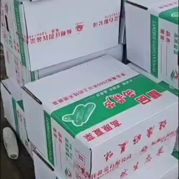 精品西葫芦