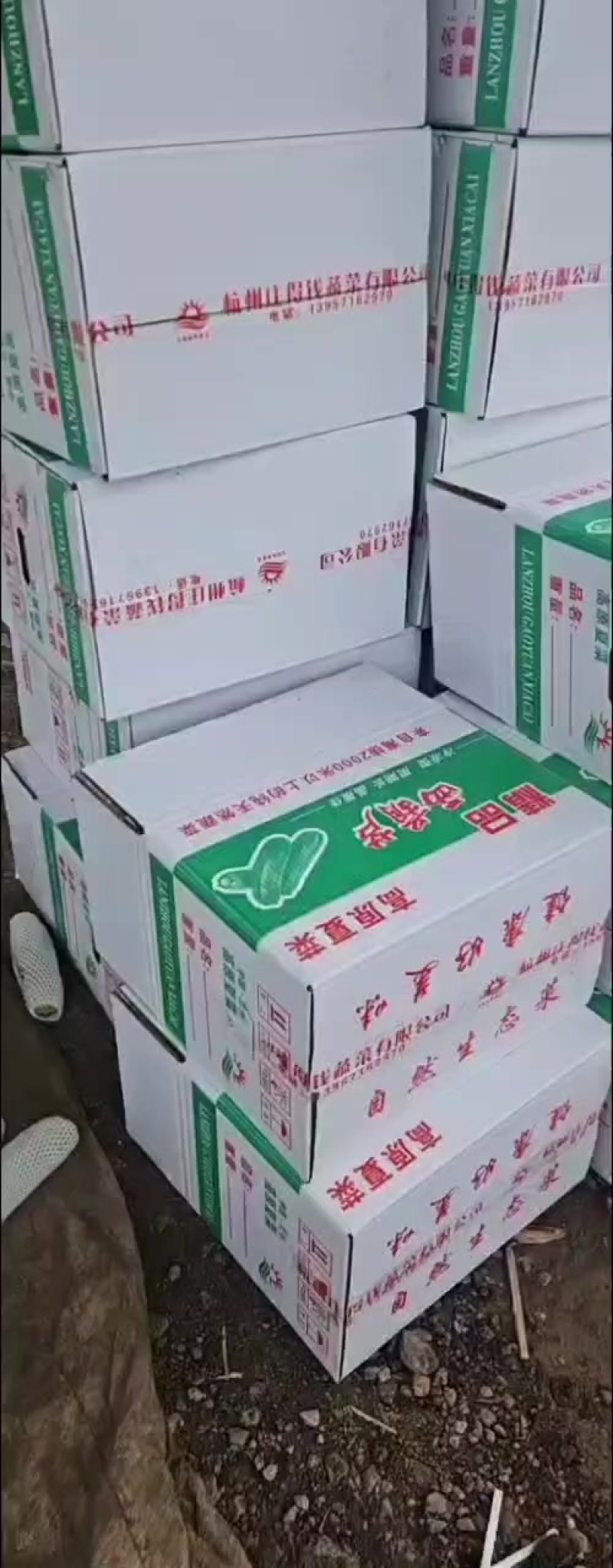 精品西葫芦