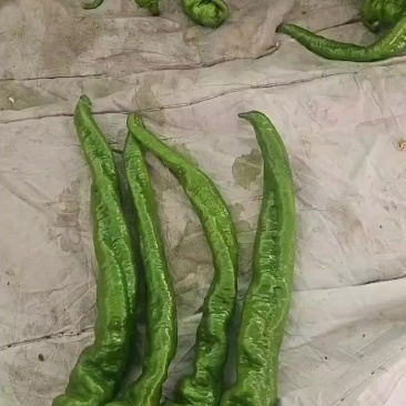 精品螺丝玉椒