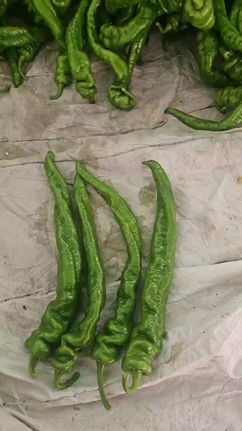精品螺丝玉椒