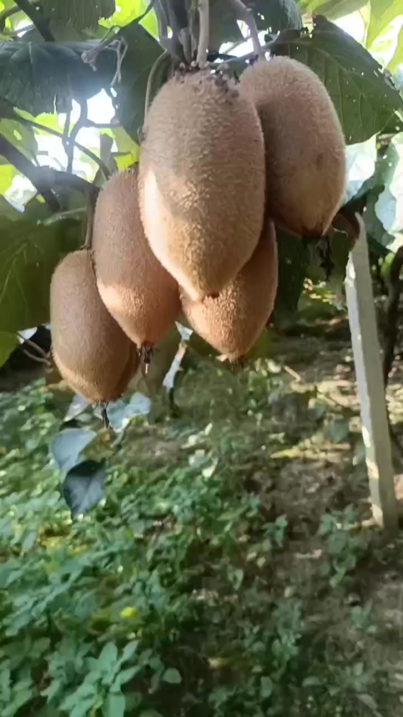 禄心猕猴桃