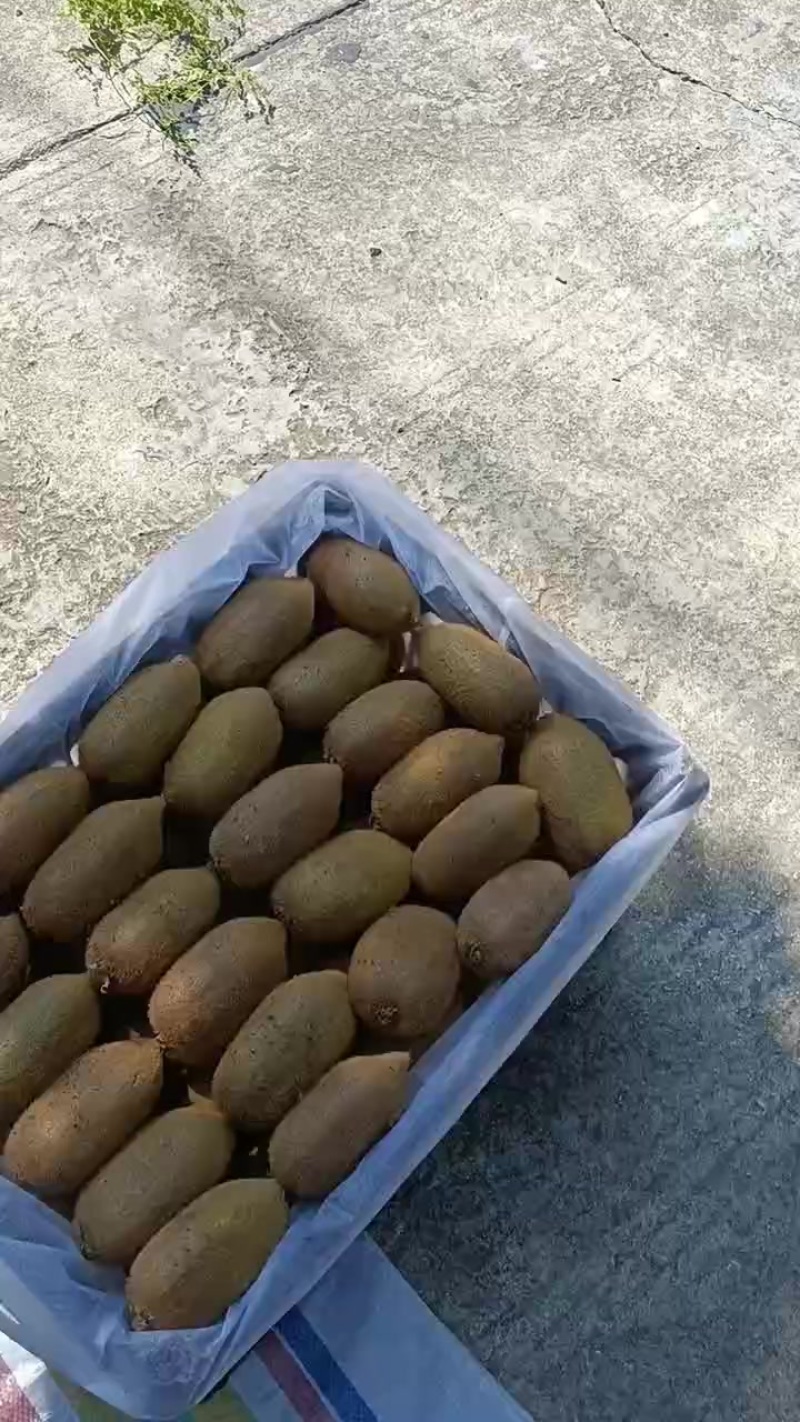 禄心猕猴桃