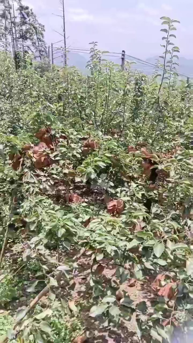 广东省清远市英德市石牯塘镇