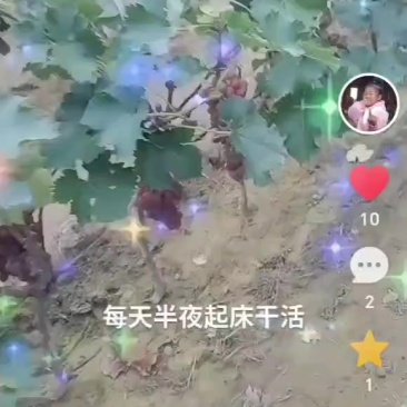 威县巨峰葡萄