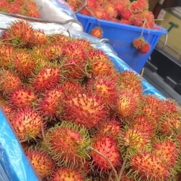 好吃的毛毛丹