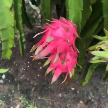 火龙果