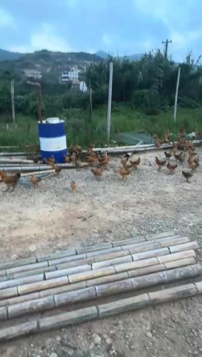 长年高山土鸡销售