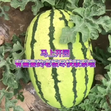 山西朔州西瓜