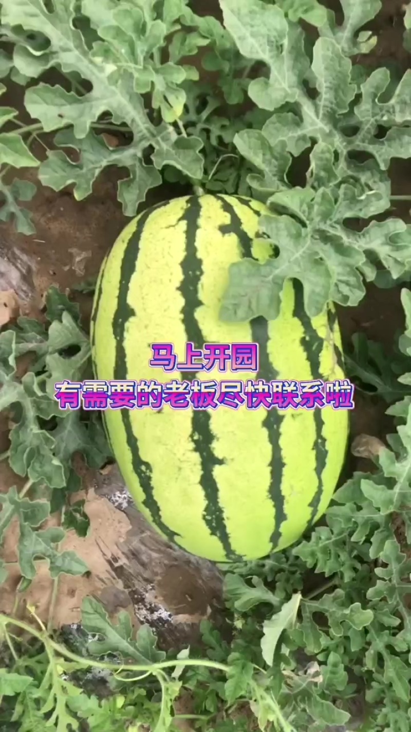 山西朔州西瓜