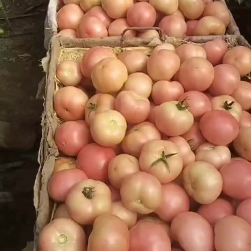 西红柿🍅吉林榆树产地