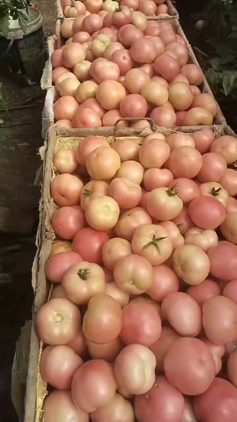 西红柿🍅吉林榆树产地