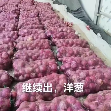 河南洋葱/紫皮洋葱/洋葱/产地直发一手货源量大价美
