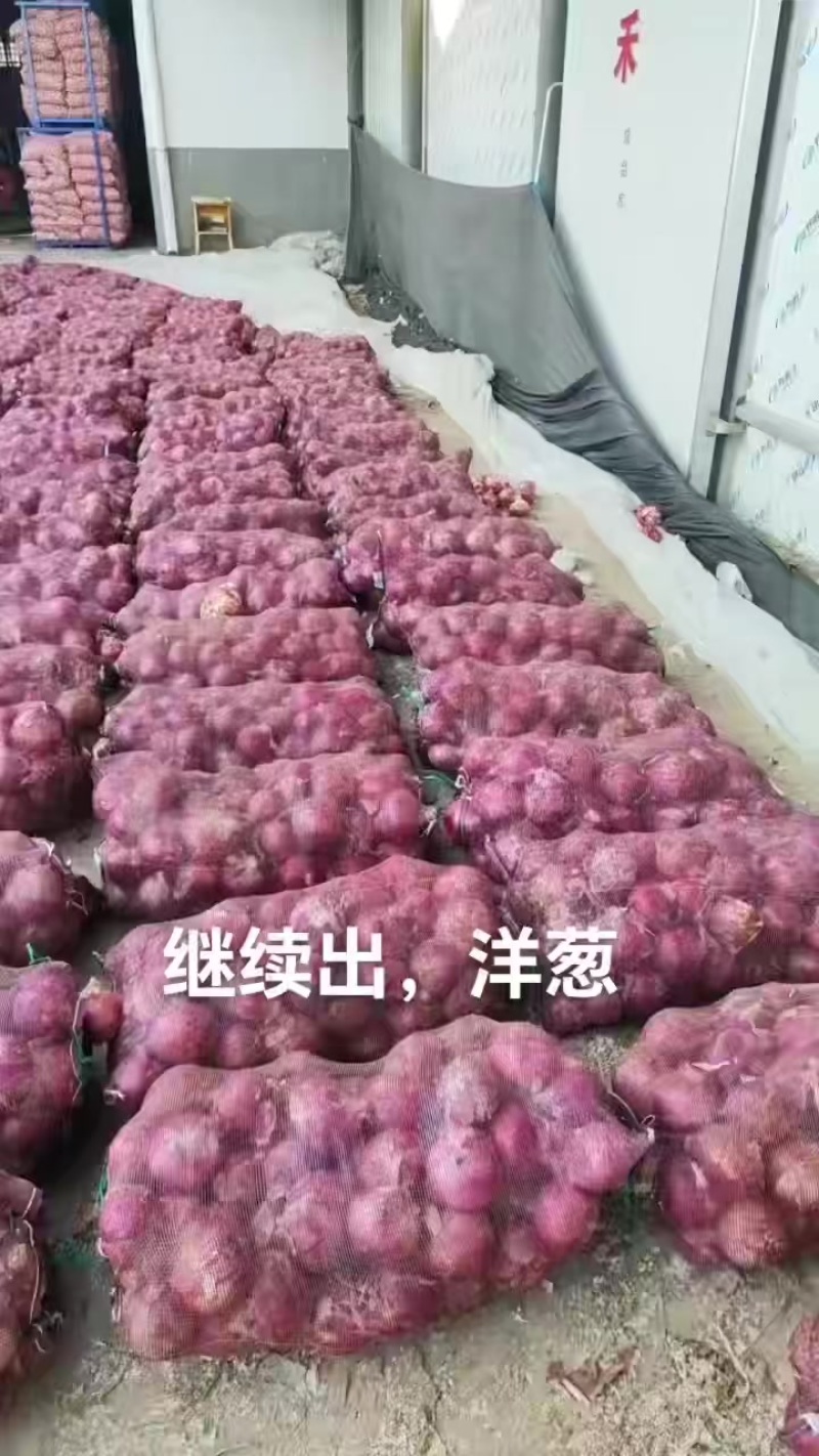 河南洋葱/紫皮洋葱/洋葱/产地直发一手货源量大价美