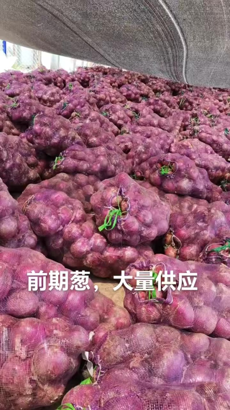河南洋葱/紫皮洋葱/洋葱/产地直发一手货源量大价美
