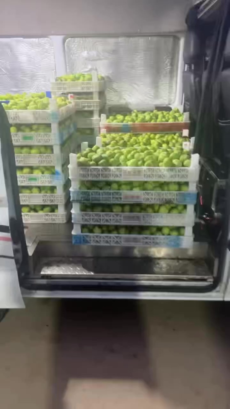 精品无花果