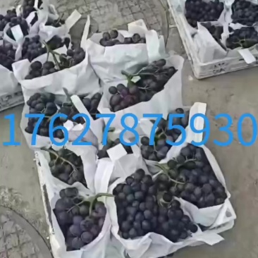 玫瑰香葡萄