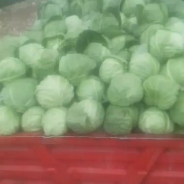 张家口市蔚县甘蓝园白菜