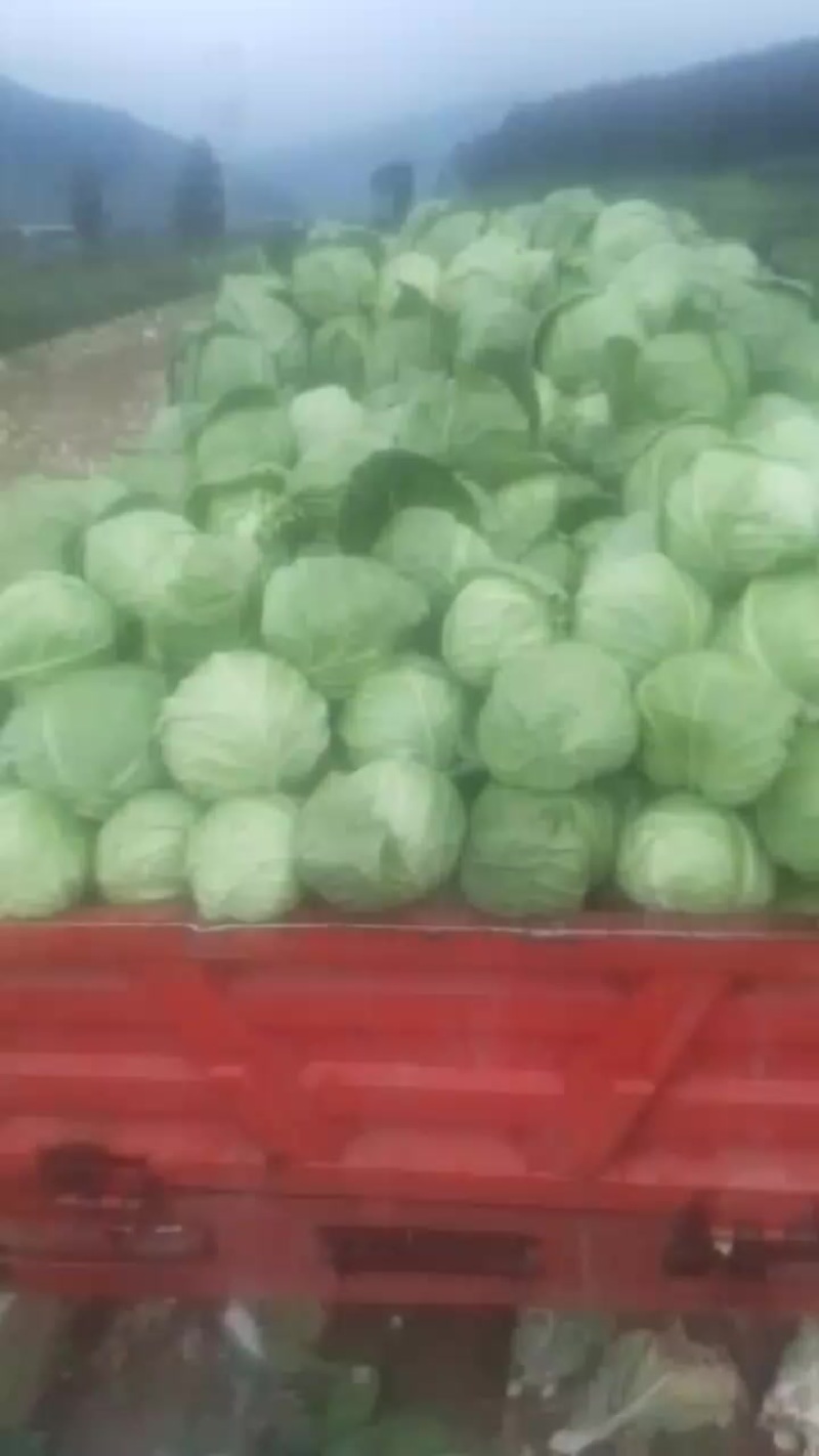 张家口市蔚县甘蓝园白菜