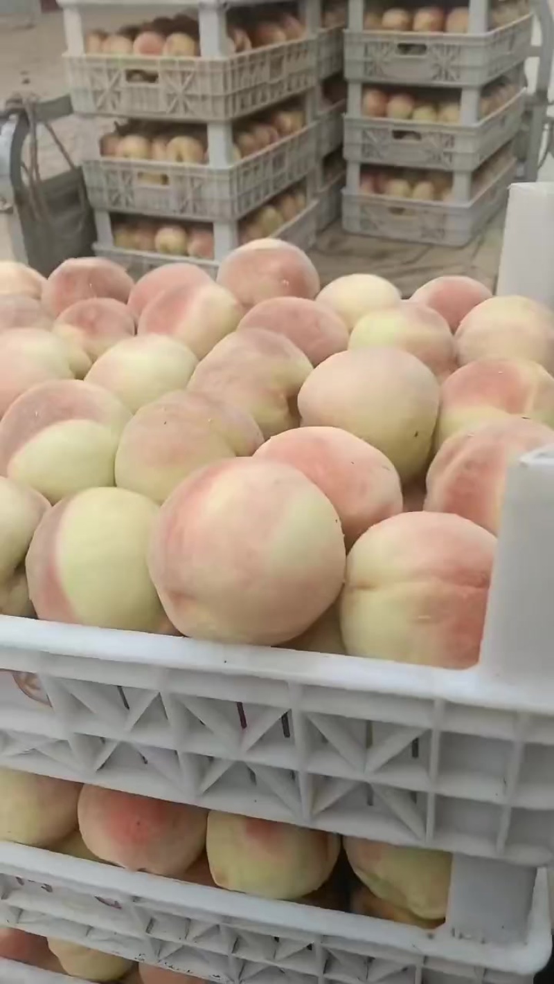 永连蜜桃，千亩以上桃园基地，即将大量上市中有需要老板联系