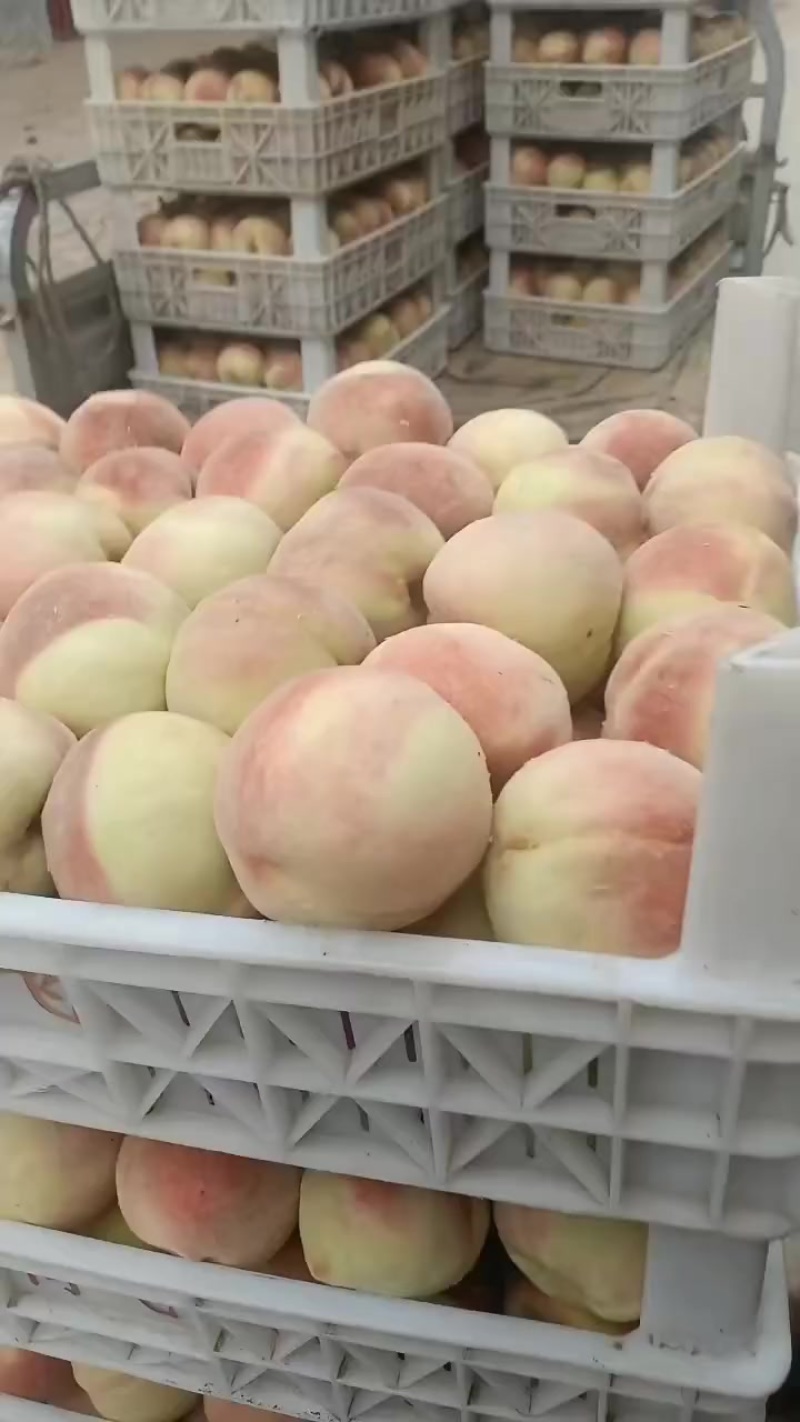 永连蜜桃，千亩以上桃园基地，即将大量上市中有需要老板联系