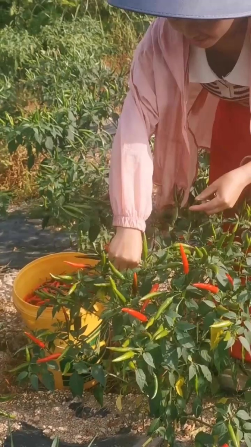 小米辣
