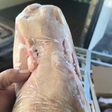 1100克二级白条鸭11吨新货