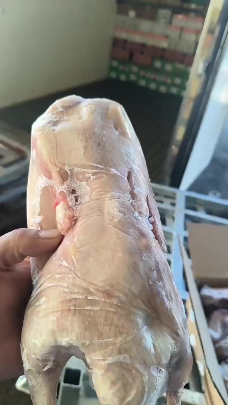 1100克二级白条鸭11吨新货