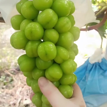 温棚阳光玫瑰，低糖18+，大颗粒紧串子，梆硬不软。