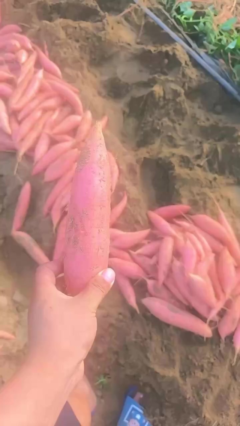烟薯25大量上市中