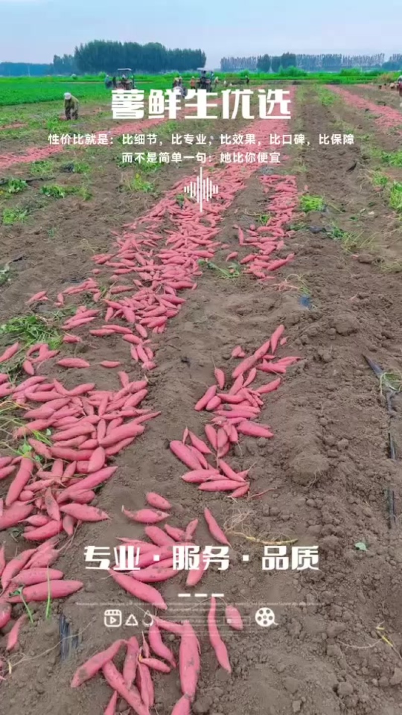 烟薯25大量上市中