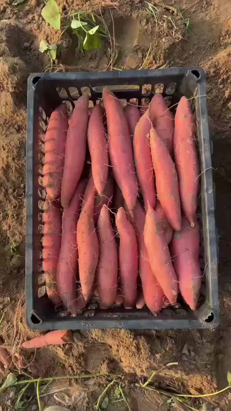 烟薯25大量上市中