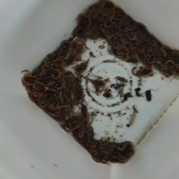 蝎子