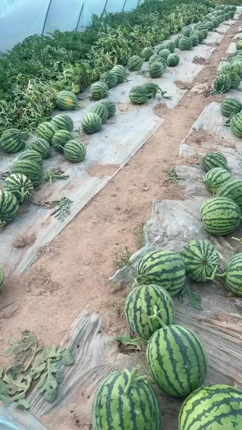 麒麟美都台农种植