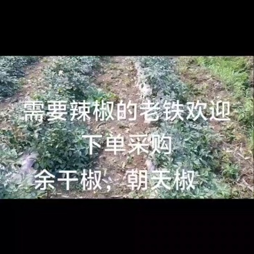 辣椒🌶