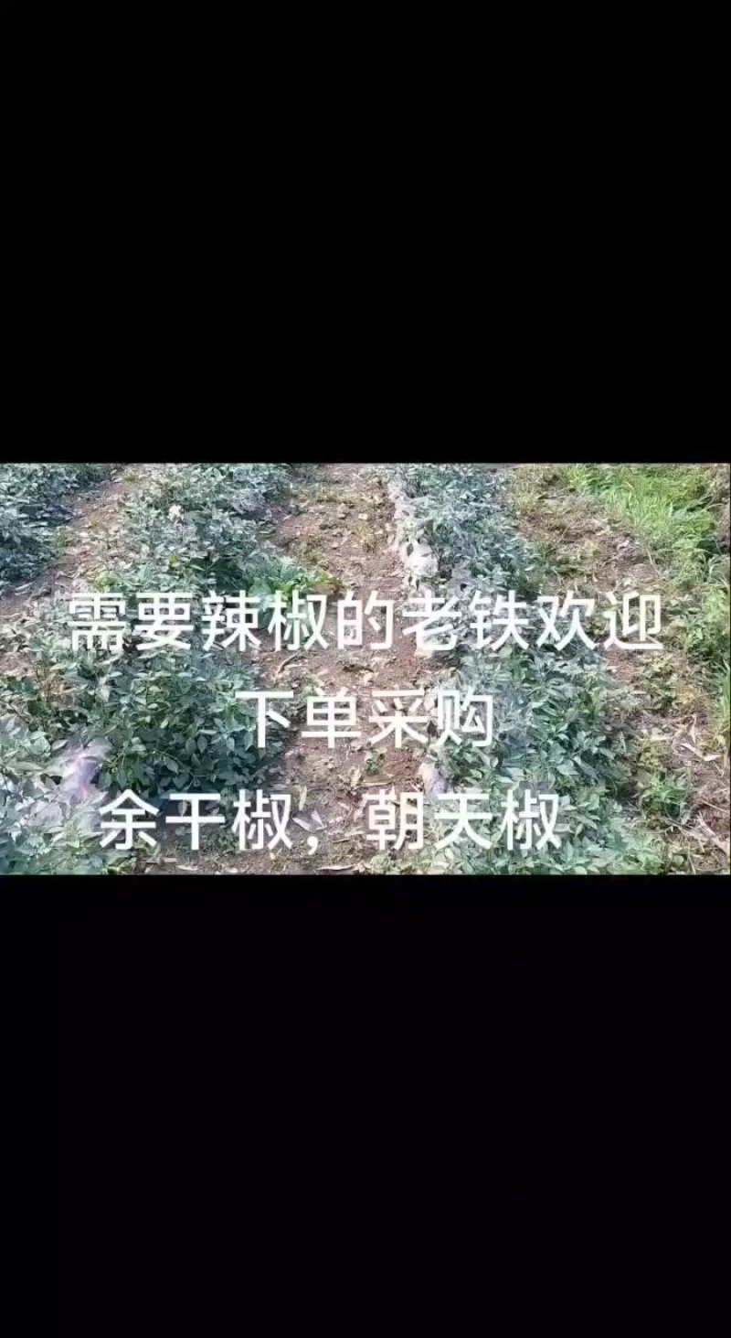 辣椒🌶