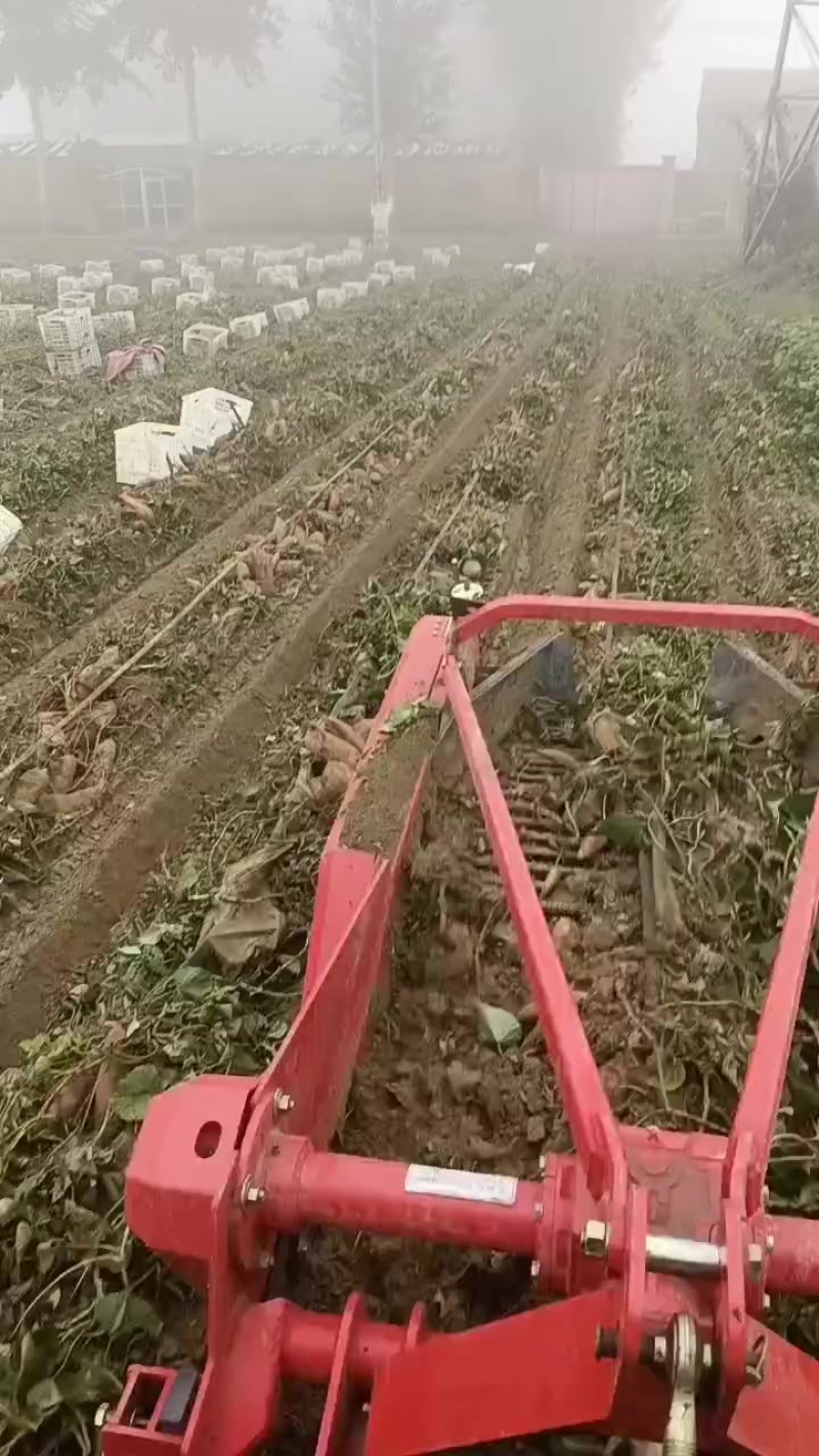 龙薯红薯软糯香甜